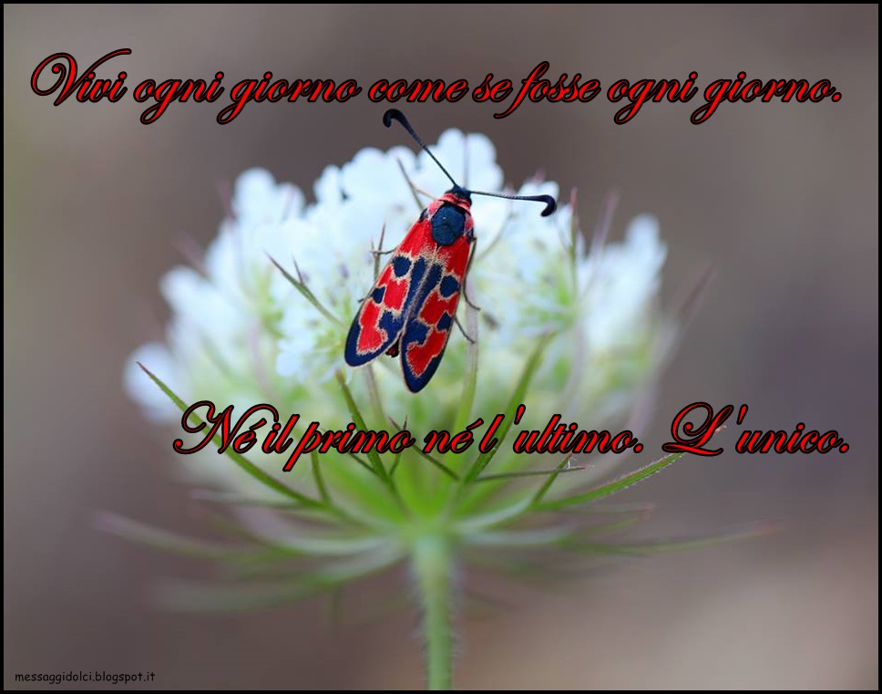 Dolci Frasi Di Buongiorno Messaggi Dolci