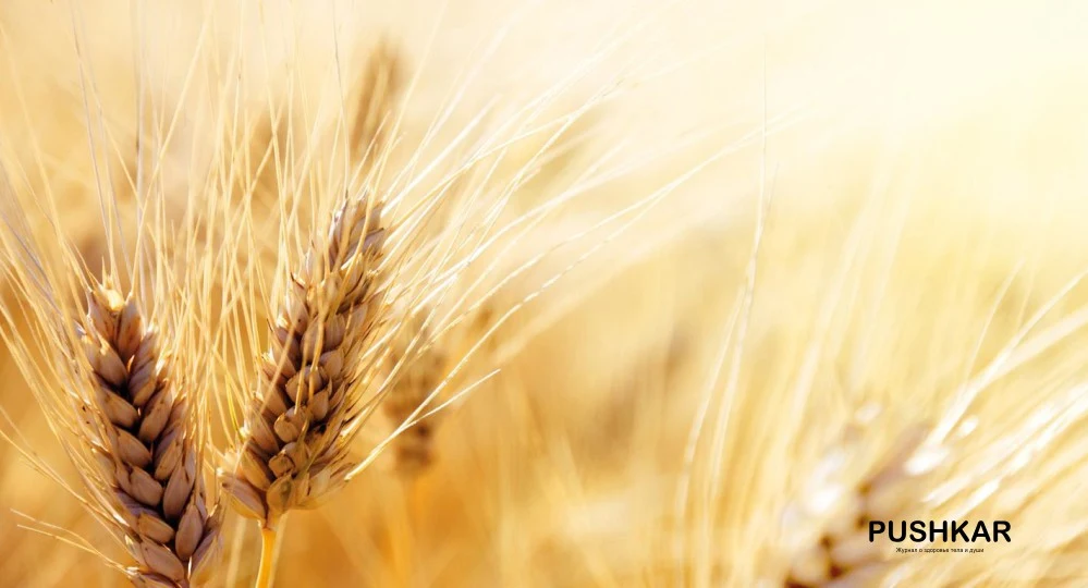 ФИТОКЕРАМИДЫ КАК АЛЬТЕРНАТИВА БОТОКСУ! СХЕМА ОМОЛОЖЕНИЯ КОЖИ. ФИТОКЕРАМИДЫ КАК АЛЬТЕРНАТИВА БОТОКСУ! СХЕМА ОМОЛОЖЕНИЯ КОЖИ.