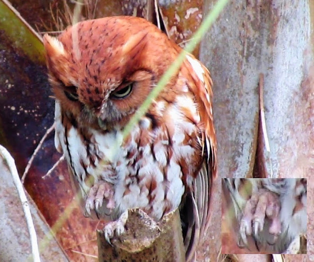 Female Red Morph Eastern Screech Owl Has Amazing Scratching Tools!
