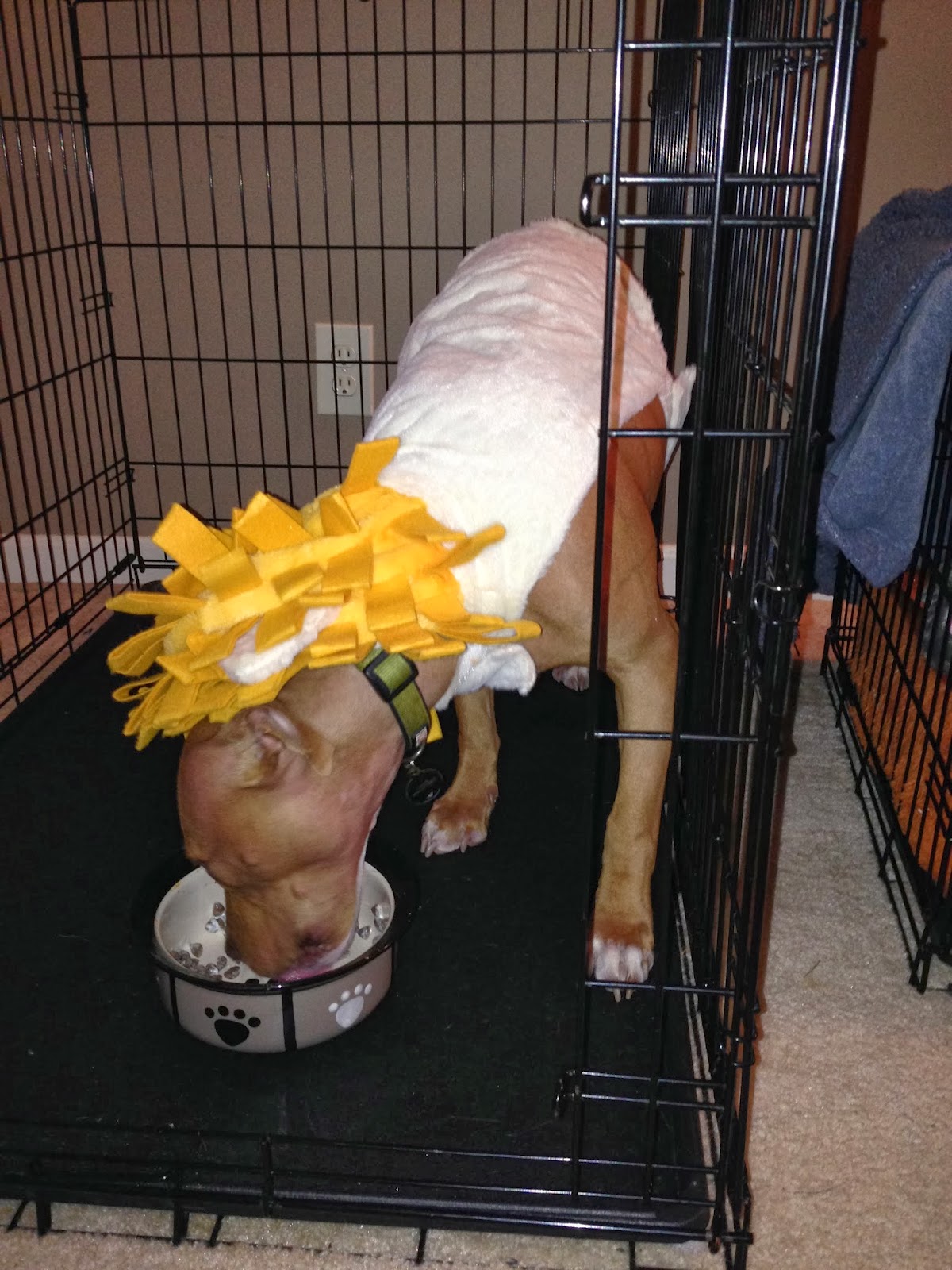 The Training Diaries Crate Training The Ruff Life