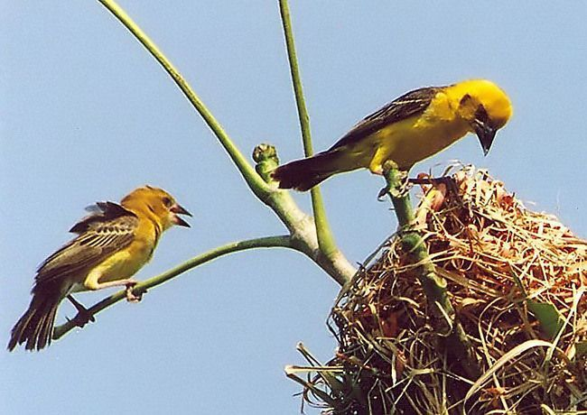 Download Mp3 Kicau Burung Manyar Gacor Untuk Masteran Gemar