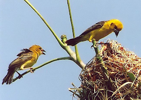 Download Mp3 Kicau Burung Manyar Gacor Untuk Masteran