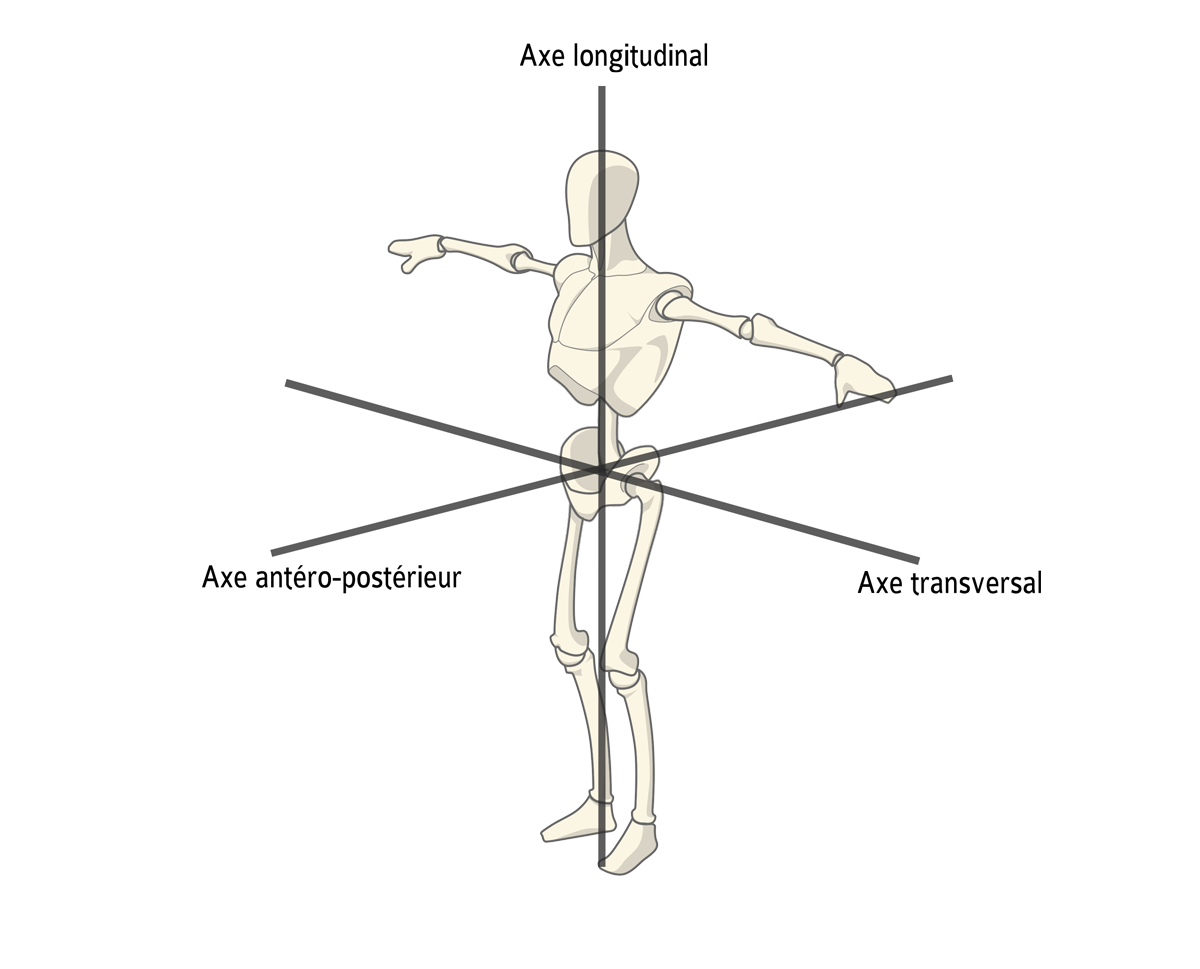 Réussir son BPJEPS Anatomie