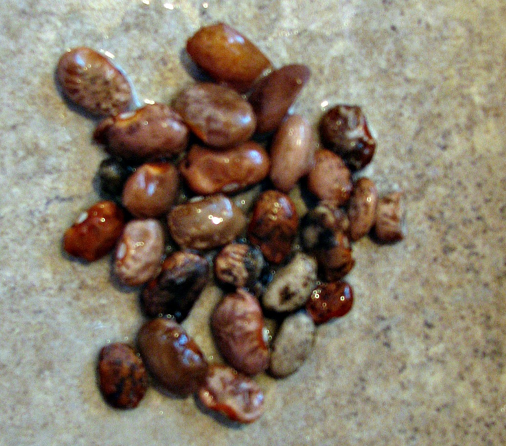 Adventures in Frugalness (featuring T.O.) How to Soak, Cook, Measure