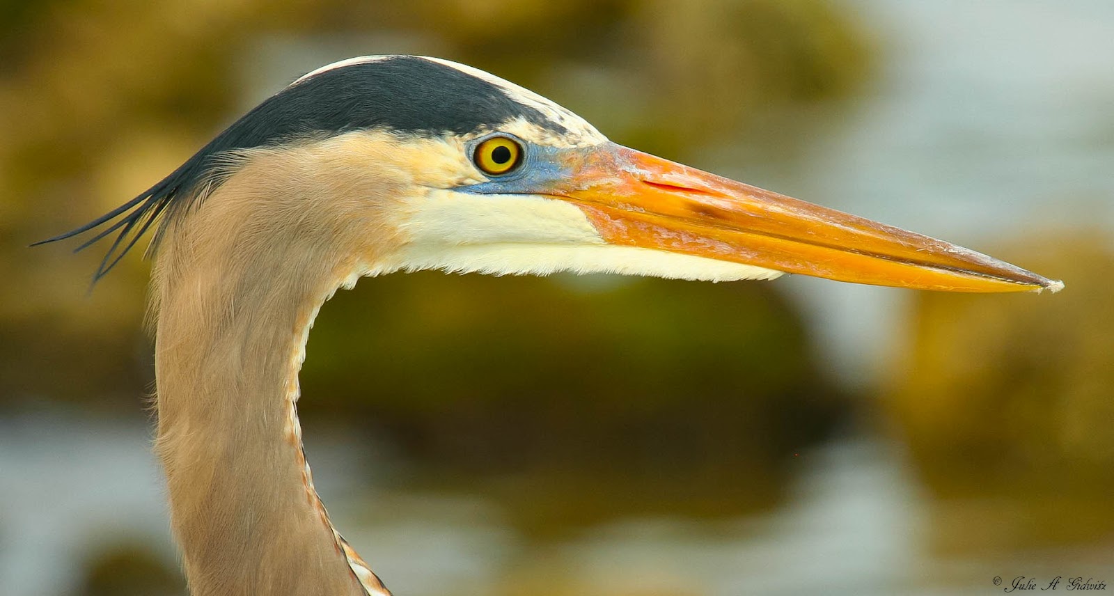 Birding Is Fun!: A Peek at Beaks 