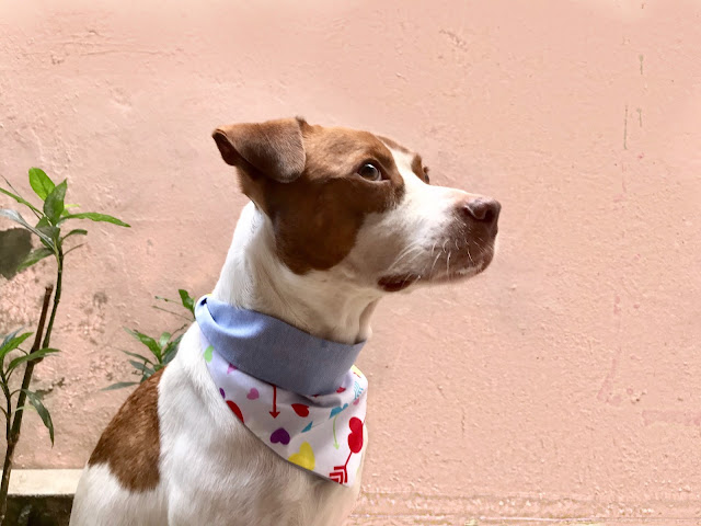https://www.etsy.com/listing/519086974/dog-bandana-azul-cielo-boricua-bandana https://www.etsy.com/listing/519086974/dog-bandana-azul-cielo-boricua-bandana