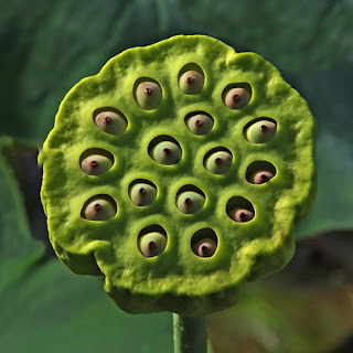 Large green rounded pod with rippled edge. It has holes in the center with seed inside them that look a bit like eyes.