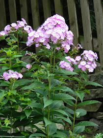 Phlox paniculata Franz Schubert by garden muses-not another Toronto gardening blog