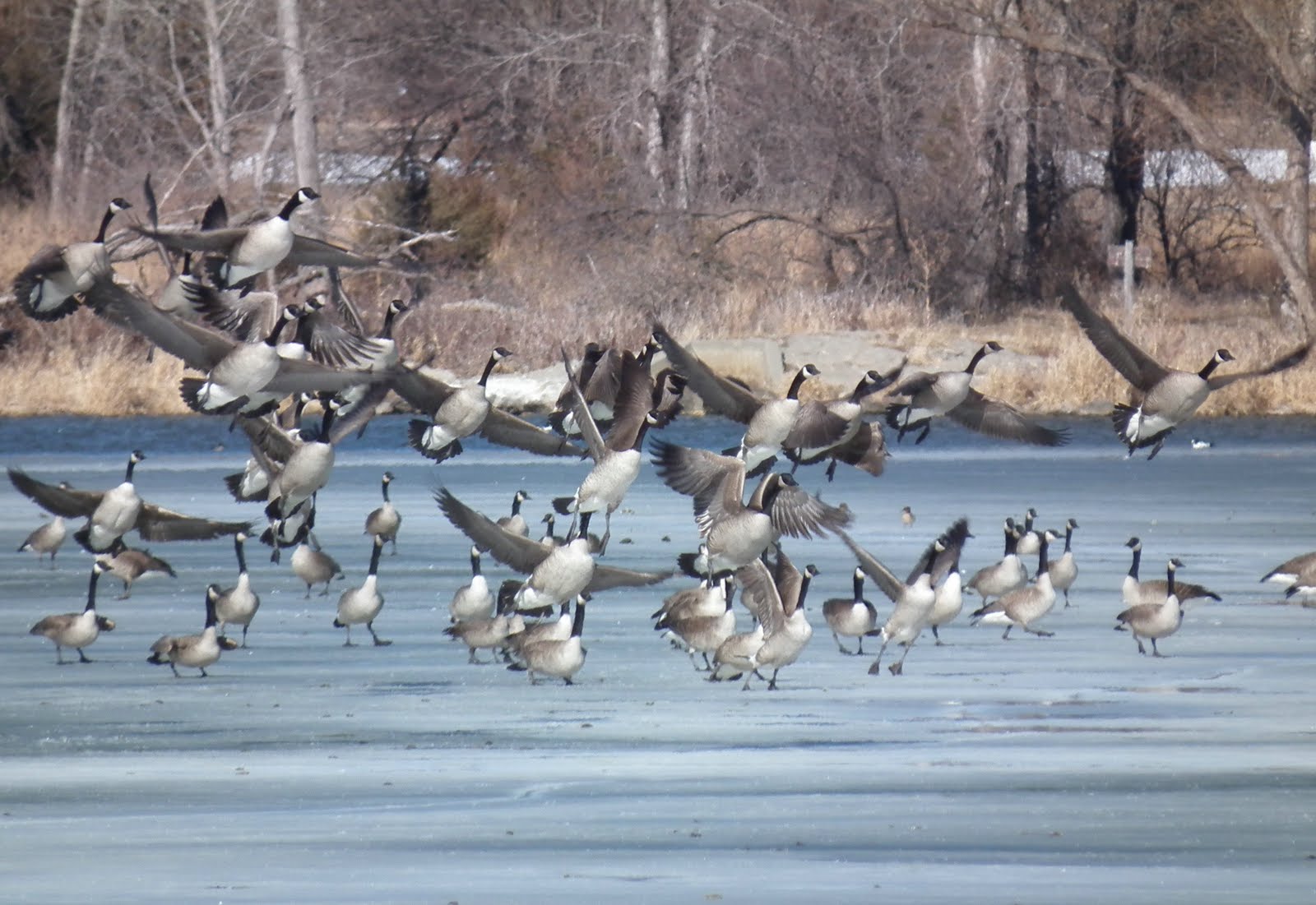 Warren's Blog Scenes of Late Winter in Kansas
