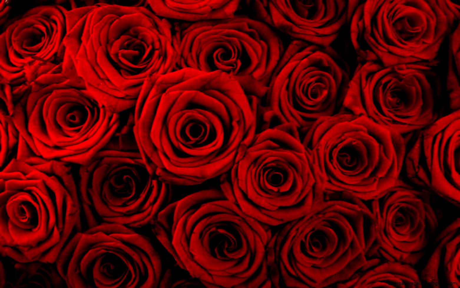 Red Roses Desktop Wallpaper   WallpaperSafari