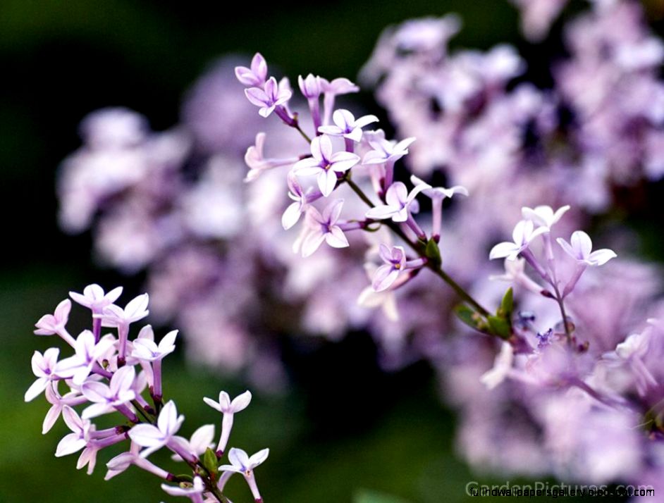 Lilac Fl Wallpaper  Free Hd Wallpapers