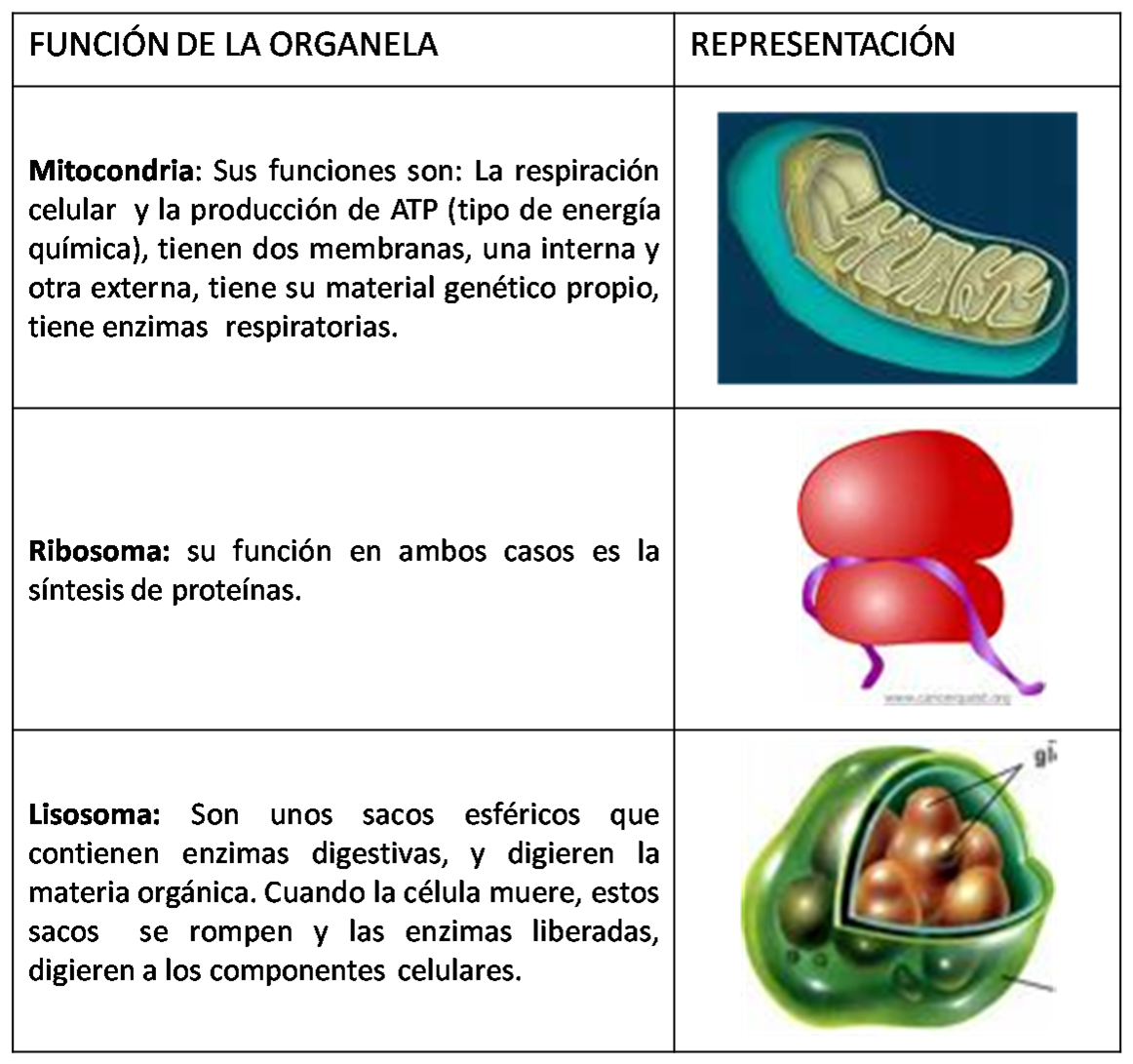La Célula Las Células y sus Organelos La Célula Las Células y sus Organelos