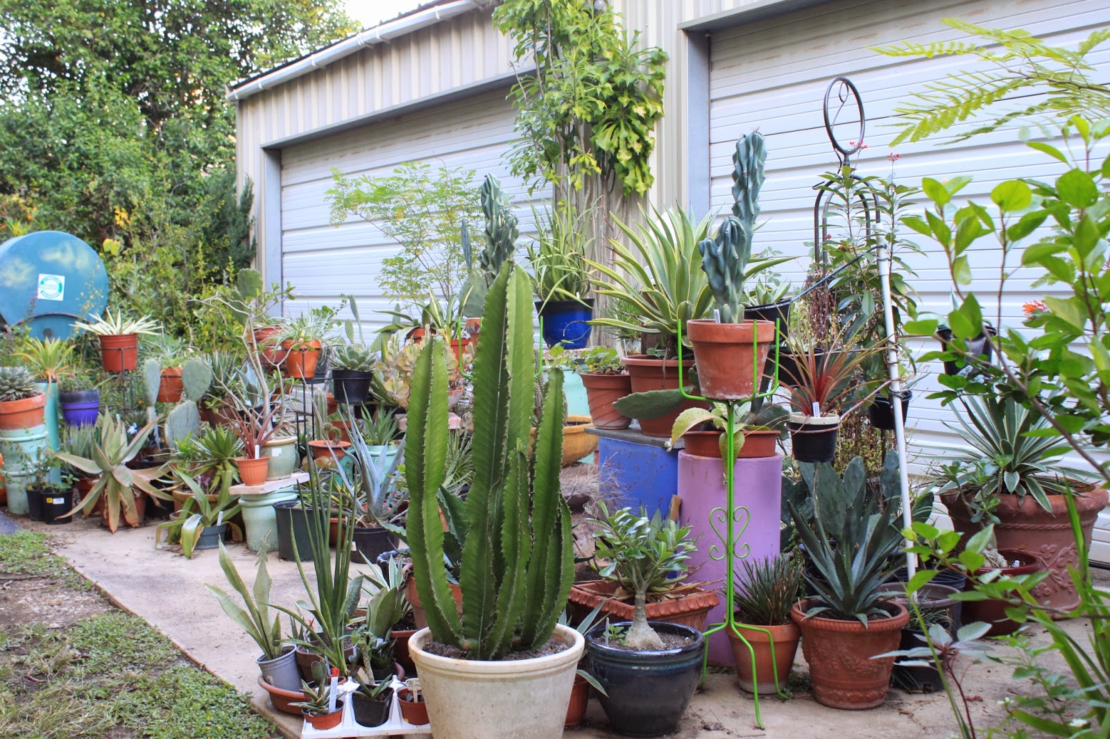 RockOakDeer Visiting a plant collector's garden