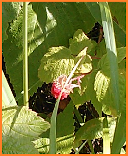 Raspberry perfection can be found in abundance along the Gitchi-Gami bike trail.