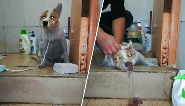 Lelaki Rakam Tumbuk Kepala Anjing Bertubi Tubi Sampai Berdarah