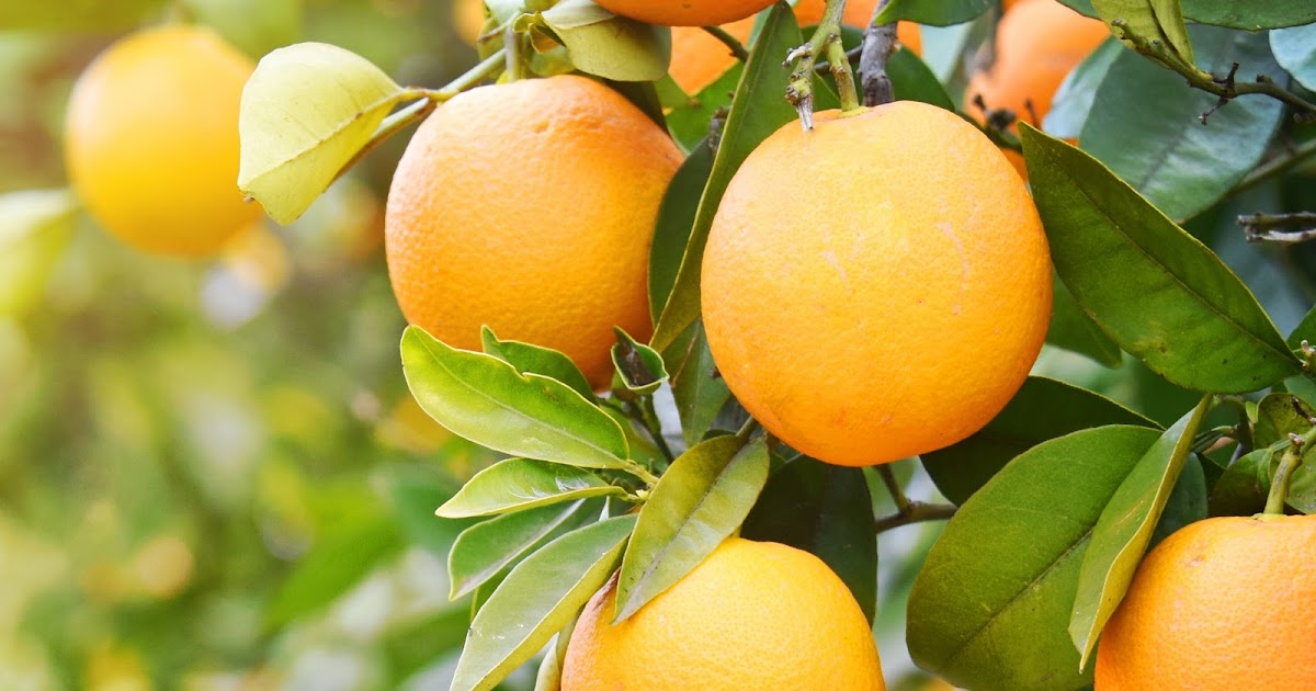 Friendly Organic USA: Our Ingredients - Orange (Citrus Aurantium Dulcis ...