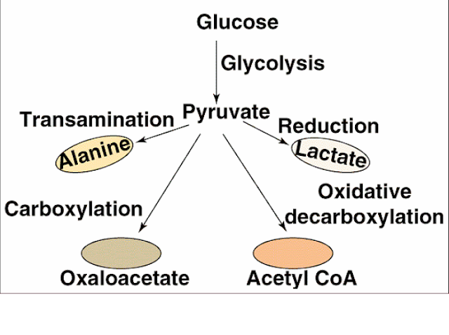 Bioquímica: Destinos del piruvato
