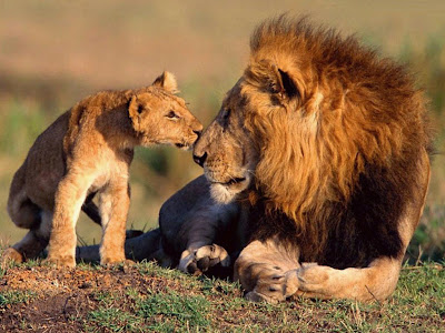 Lion-With-Cub