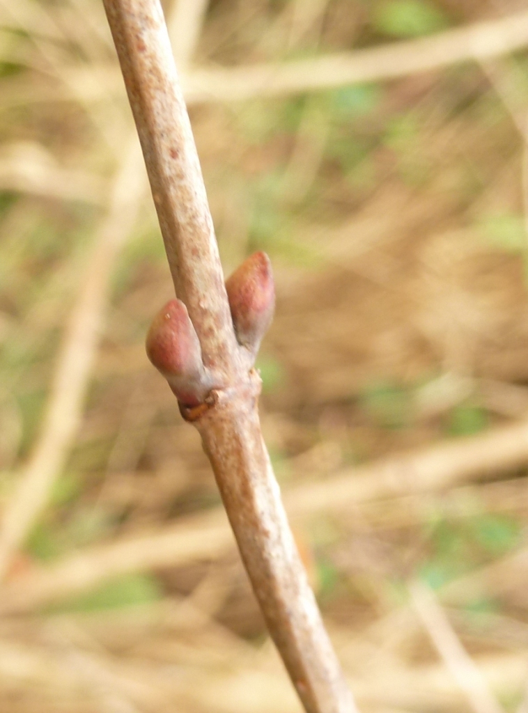 Herbaid Identifying medicinal trees and shrubs from winter buds