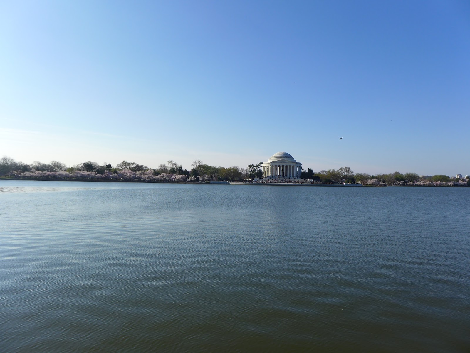 Local Ecologist Cherry Blossoms at the Tidal Basin in Washington DC