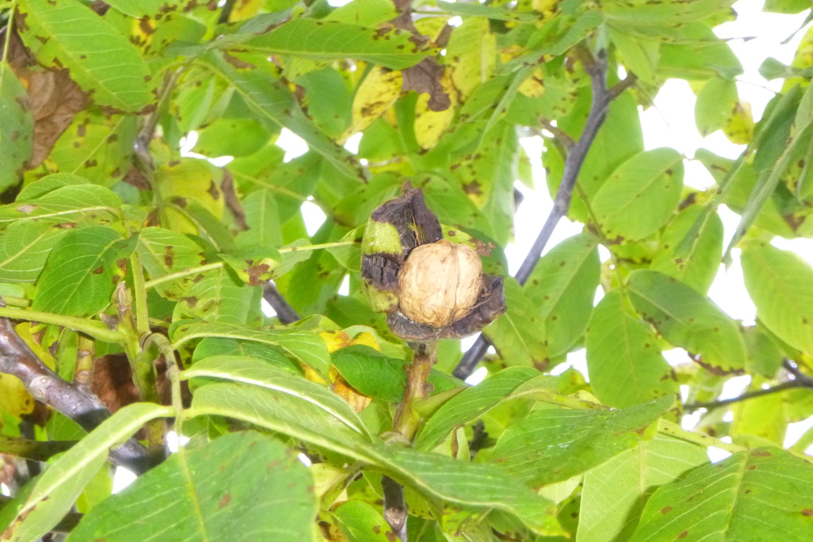 The Urbane Forager Walnuts & Wooden Rain