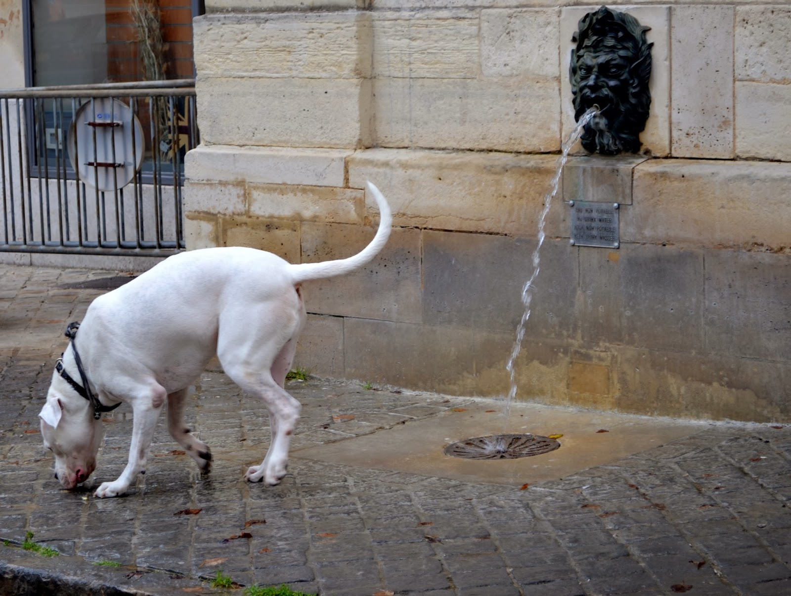 Strolling around in Versailles and a fun flea market...