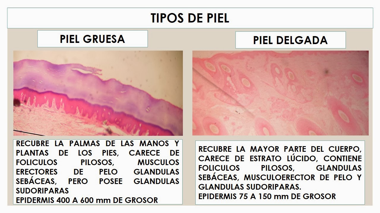 TEMAS MÉDICOS HISTOLOGÍA PIEL