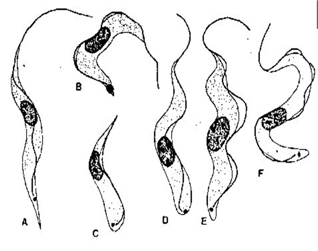 Строение трипаносомы рисунок с подписями
