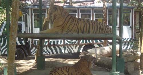Tafsir Arti Mimpi Tentang Harimau Terlengkap Dan Penting Perlu Kamu Ketahui Mentari Bali Holiday Tafsir Arti Mimpi Tentang Harimau Terlengkap Dan Penting Perlu Kamu Ketahui Mentari Bali Holiday