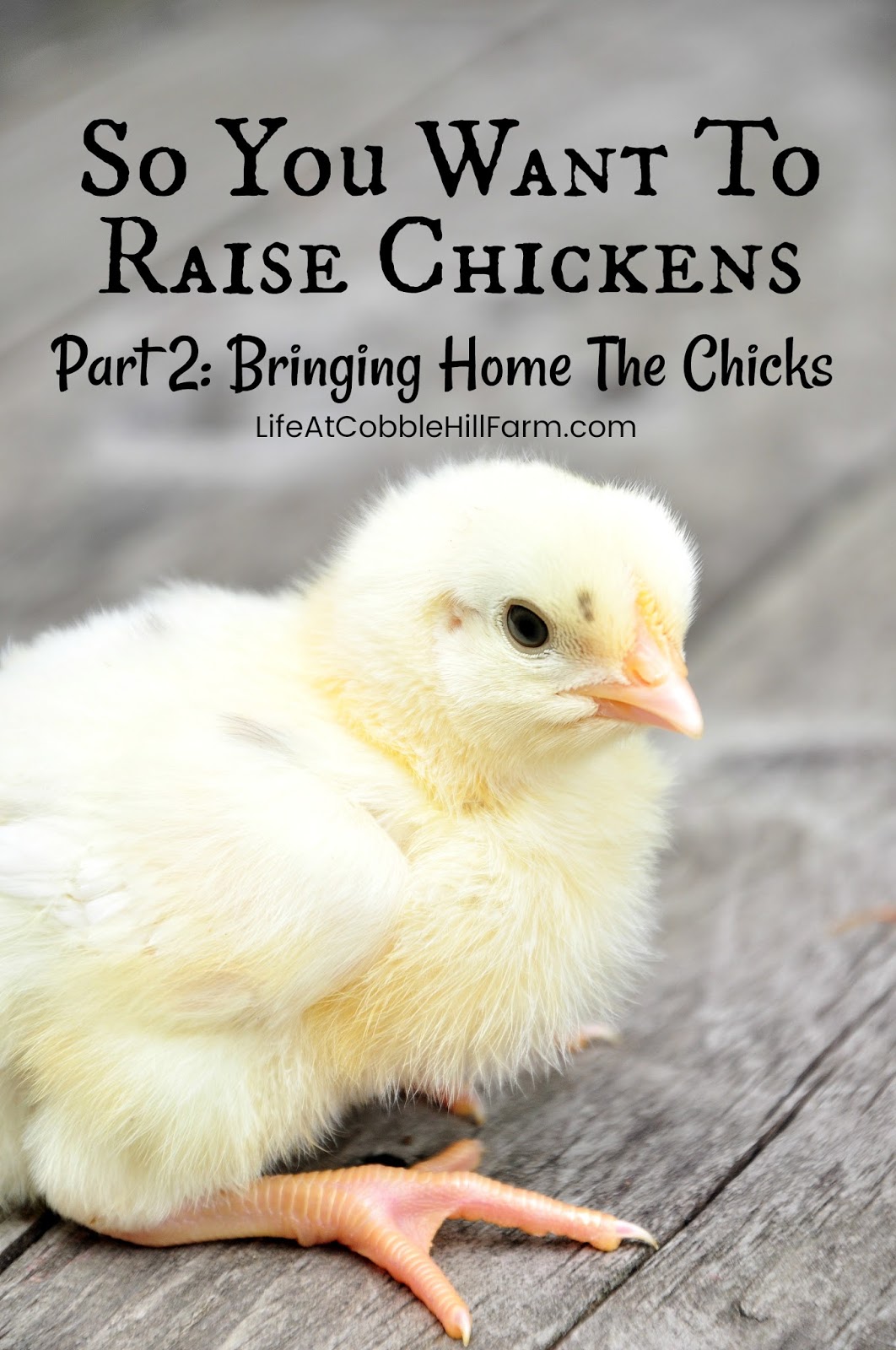 So You Want To Raise Chickens.......Part 2 Bringing Home Chicks Life