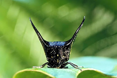  merupakan salah satu jenis serangga yang memiliki kepala aneh Treehopper Serangga dengan Kepala Unik dan Aneh