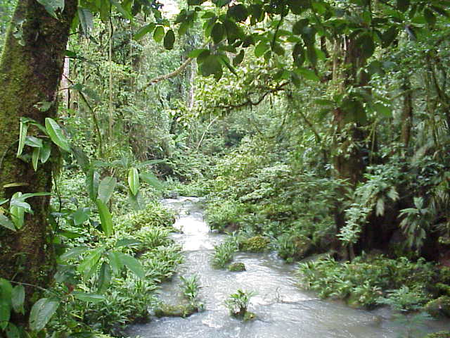 Tropical Rainforest Pictures 23