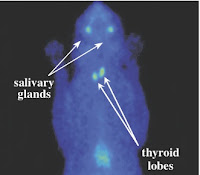 Animal Endocrine Clinic: Confirming the Diagnosis of Hyperthyroidism in