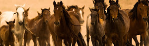 Protect the Symbol of Freedom! Protect the Wild American Mustangs!