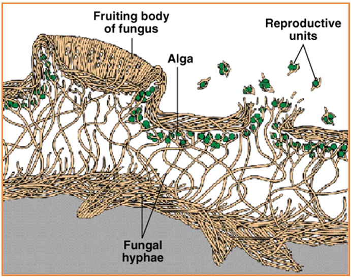 Mutualisme antara fungi alga disebut dan simbiosis Liken dan