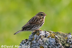 Savannah sparrow, October 2009