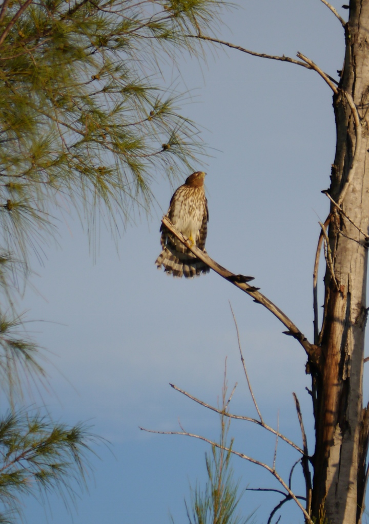 Cape Coral Floride red-shouldered hawk
