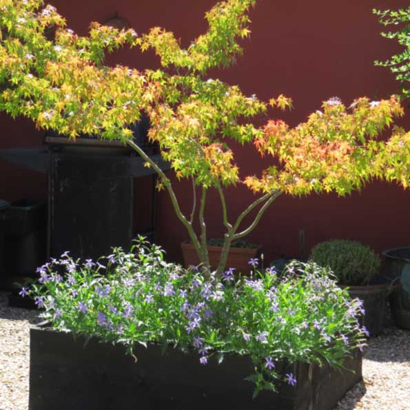 Plant Id By Me Broadleaf Evergreens