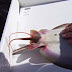Ψαράς βοηθά σαλάχι να… γεννήσει (βίντεο)