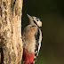 Portrait of a Woodpecker