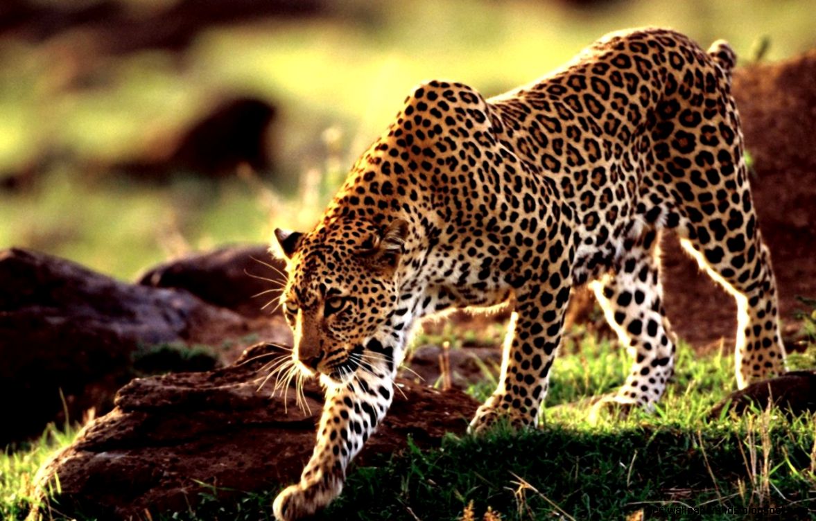 Best Leopard Wallpaper hd015 – wallpaperjosh