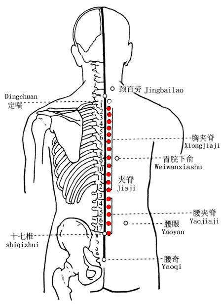 夾脊穴位 | 夾脊穴痛位置 - 穴道按摩經絡圖解 | Source:zhongyibaike.com