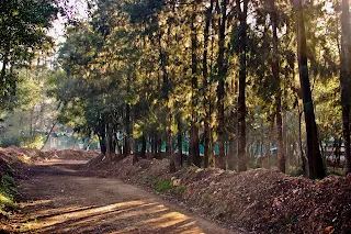 Baguio City Wright Park Man-Made Forest