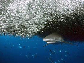 коллективный интеллект как огромная стая рыб вокруг акулы движется синхронно
