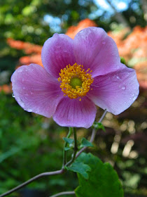  Anemone tomentosa 'Robustissima' Grape-leaf anemone by garden muses-not another Toronto gardening blog 