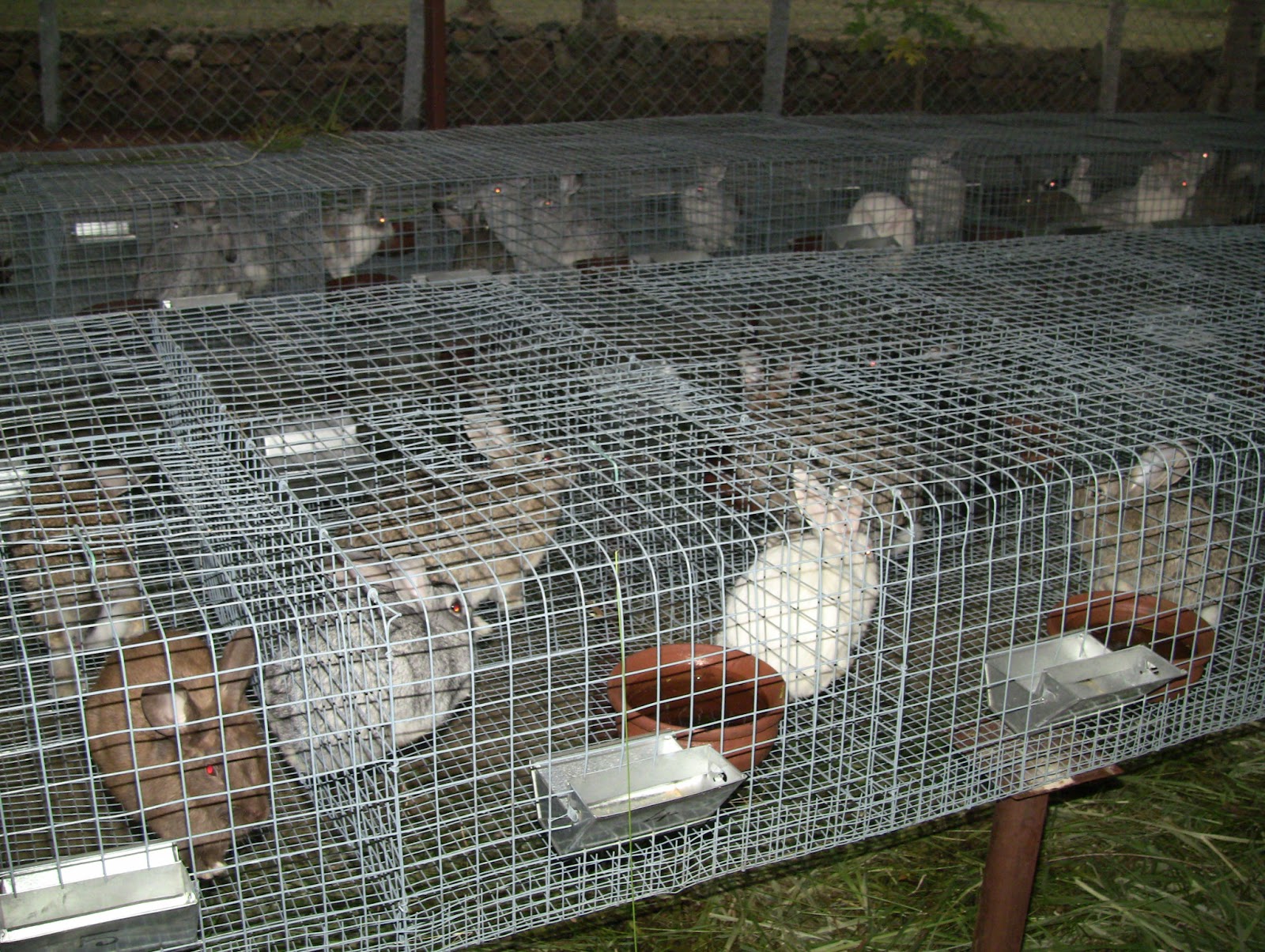 Vivegamgodfrey VGF Rabbit Farm