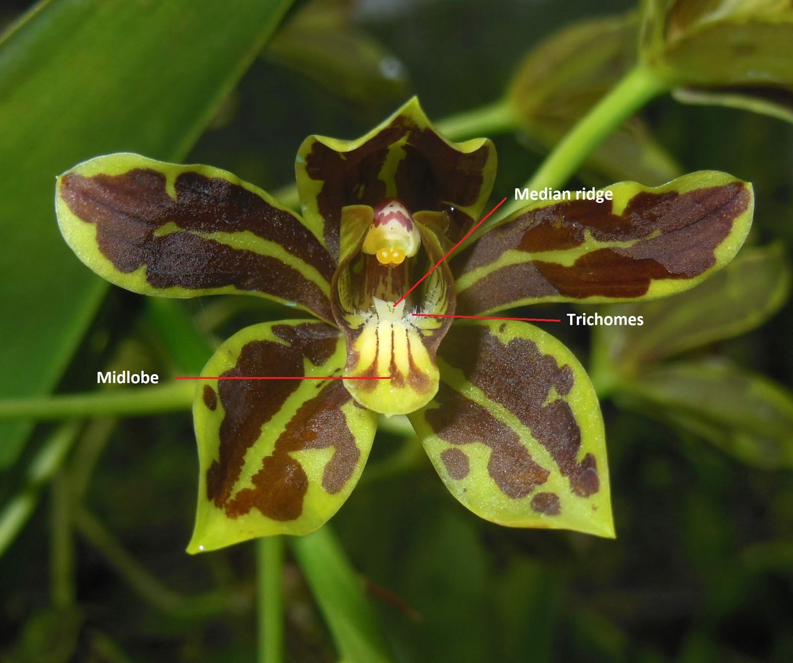 Grammaphyllum scriptum var Yunnan Tiger Rare orchid species seedling