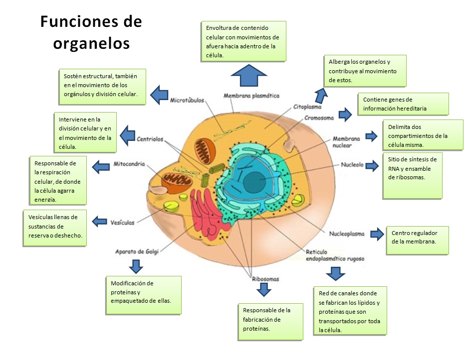 Yolva de Fisiologia Fisiologia Celular. Yolva de Fisiologia Fisiologia Celular.