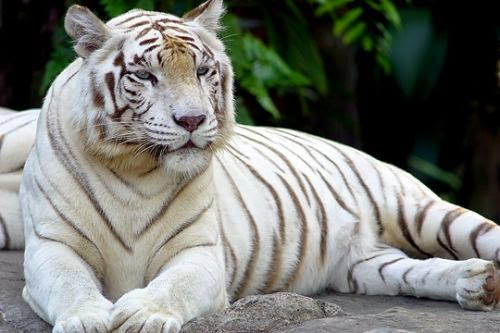 foto macan putih