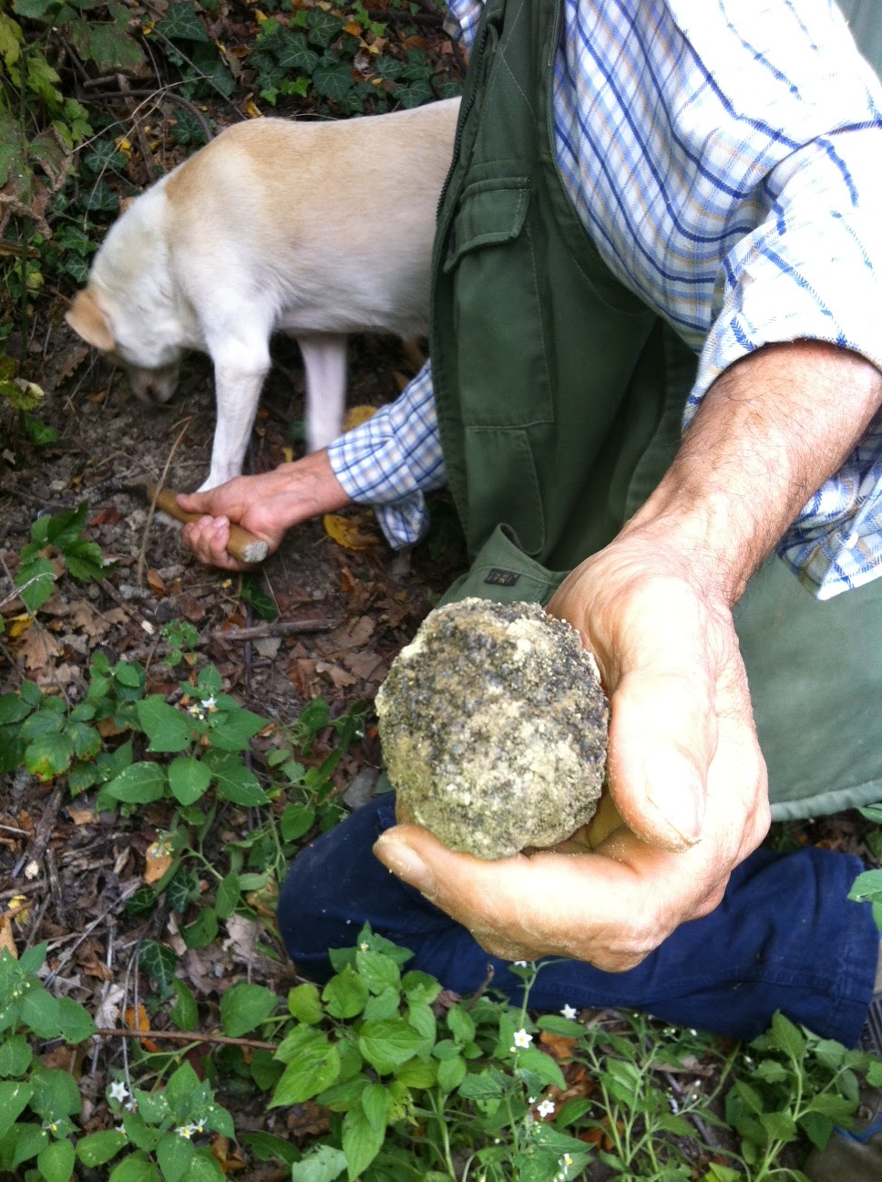 Wine Mise en abyme Truffle hunting in wine country Decanter's